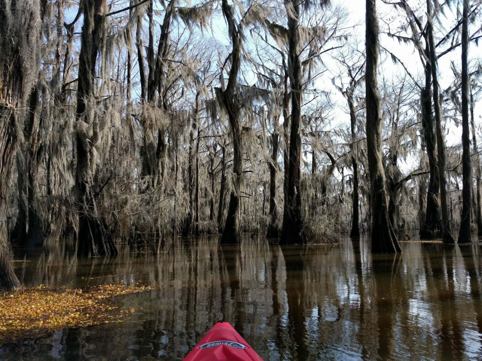 Caddo Lake and Big Cypress Bayou - Texas Rivers Protection Association