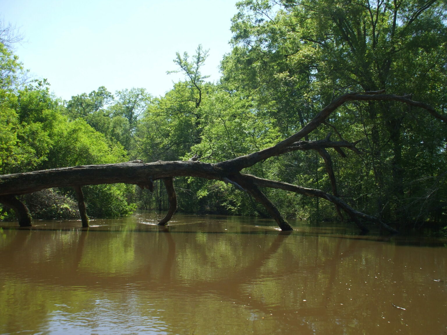 Neches River - Texas Rivers Protection Association