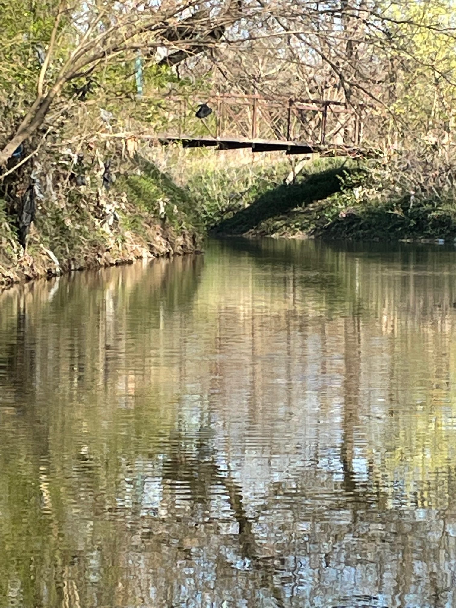 White Rock Creek, Merriman Park at WR Trail bridge.