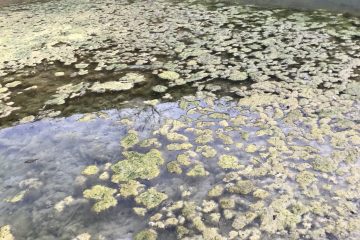 Blue-Green Algae on San Marcos River Blue-Green Algae on San Marcos River